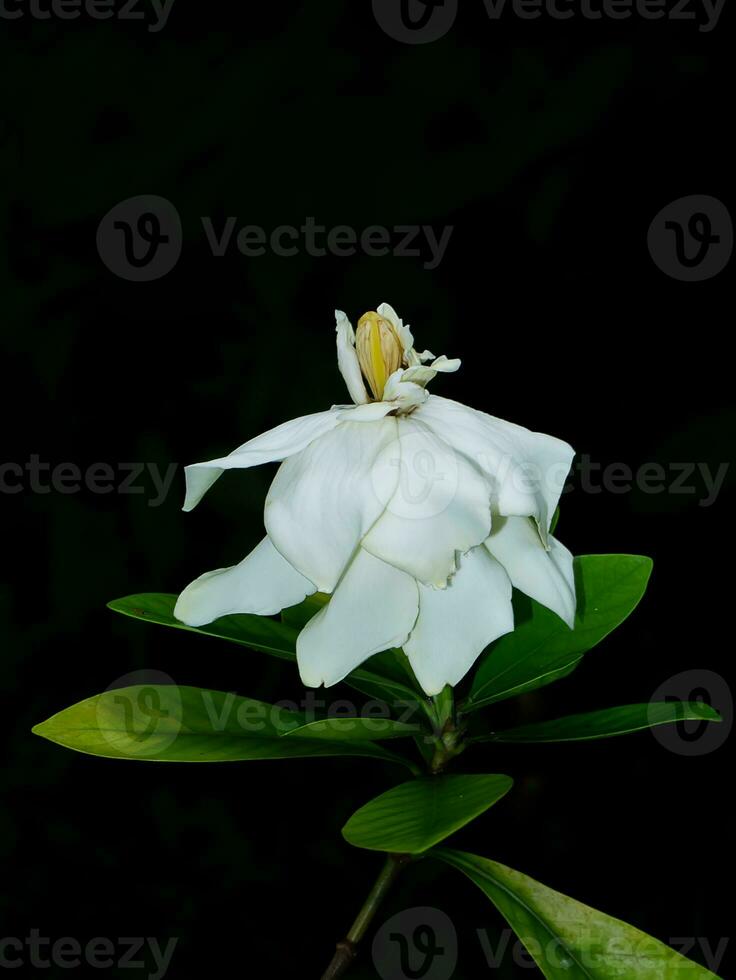 stänga upp cape jasmin, gardenia jasmin blomma på mörk bakgrund. foto
