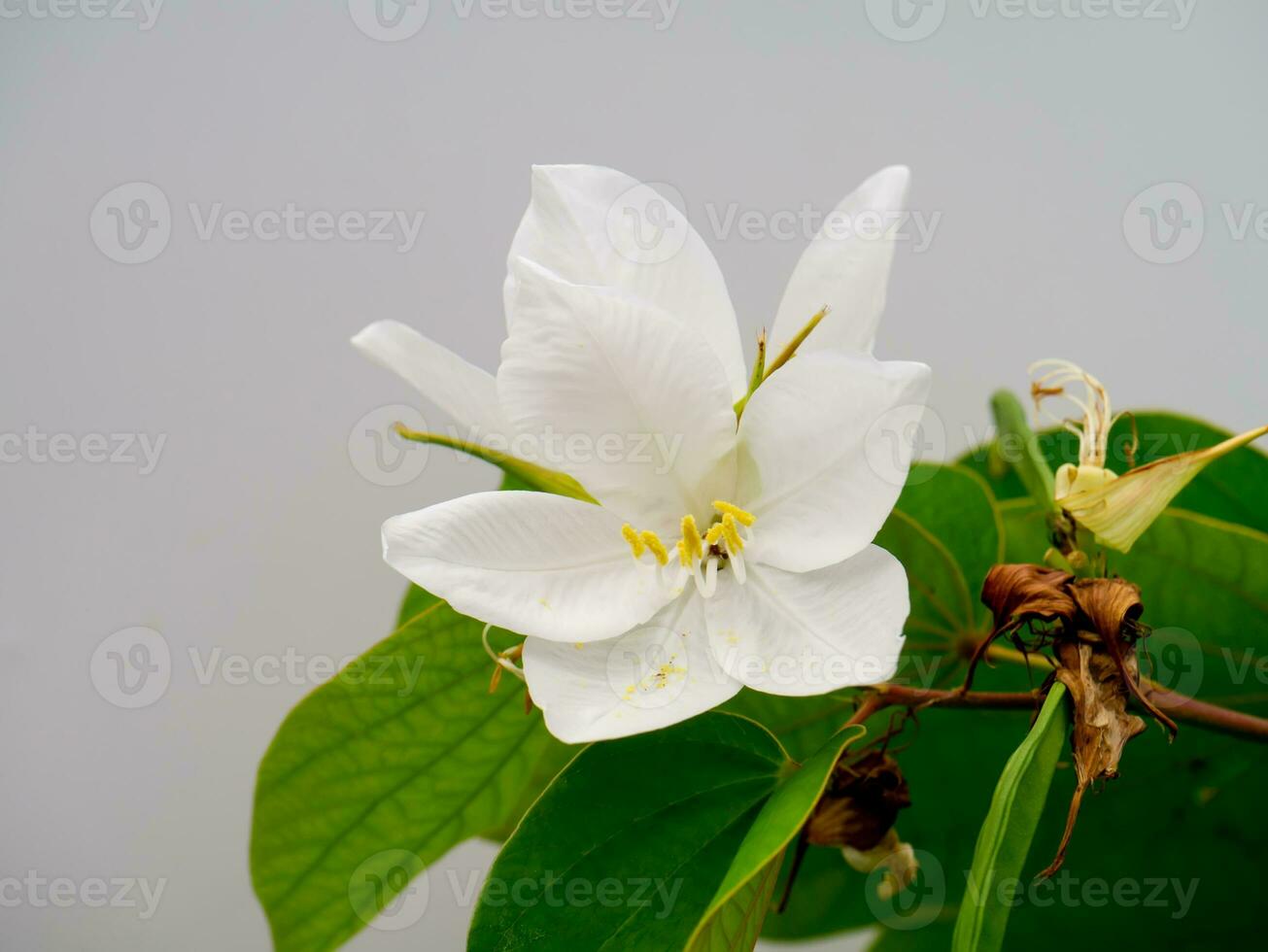 stänga upp snöig orkide träd, orkide träd blomma. foto