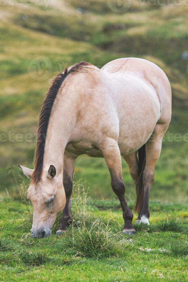 häst äter gräs i de äng foto
