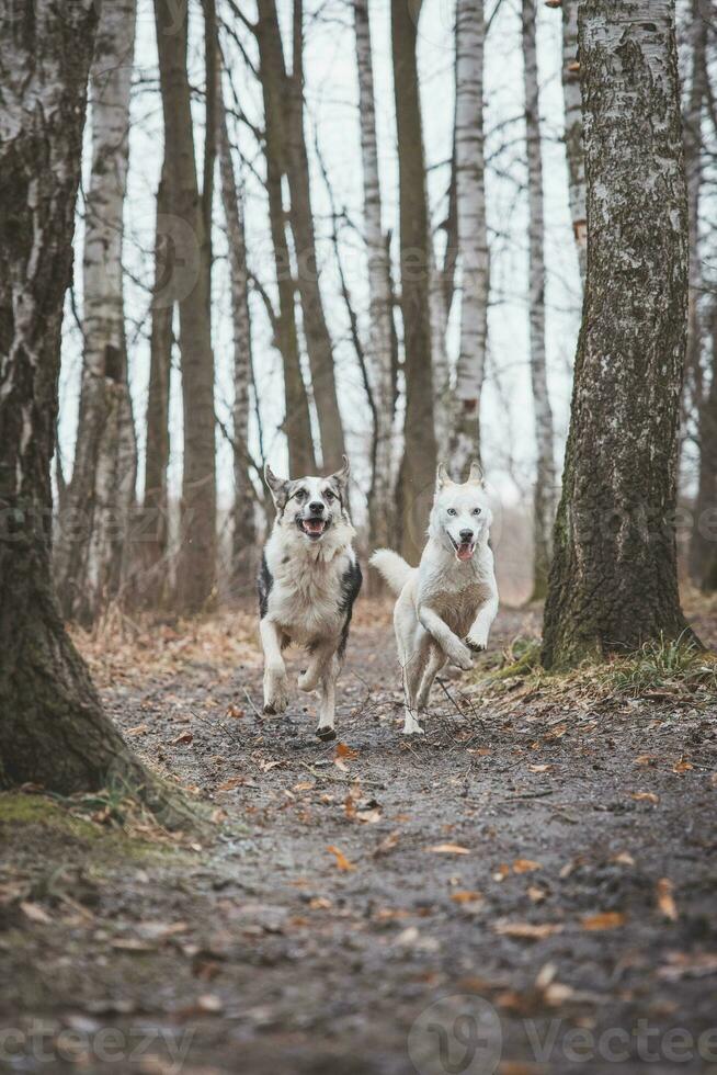 två sibirisk hes bröder löpning längs en skog väg. konkurrenskraftig hundar löpning en lopp. ostrava, tjeck republik, central Europa foto