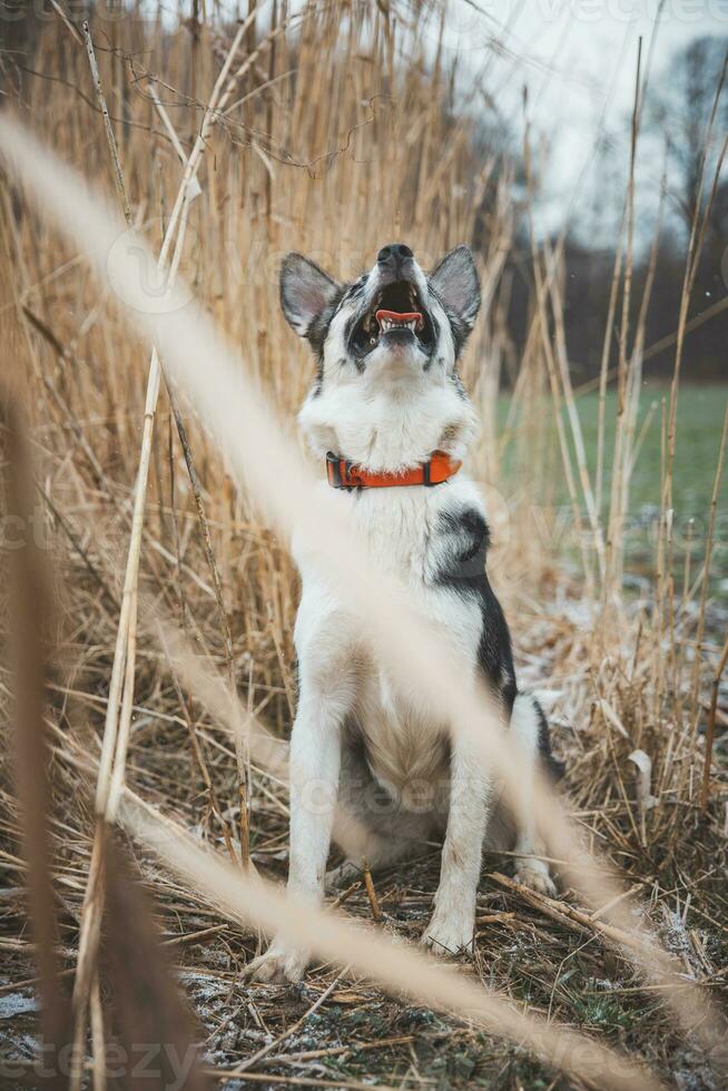 porträtt av en svart och vit sibirisk hes är Sammanträde i de fält. Framställ de hund för de kamera. stolt ägare. ostrava, tjeck republik foto