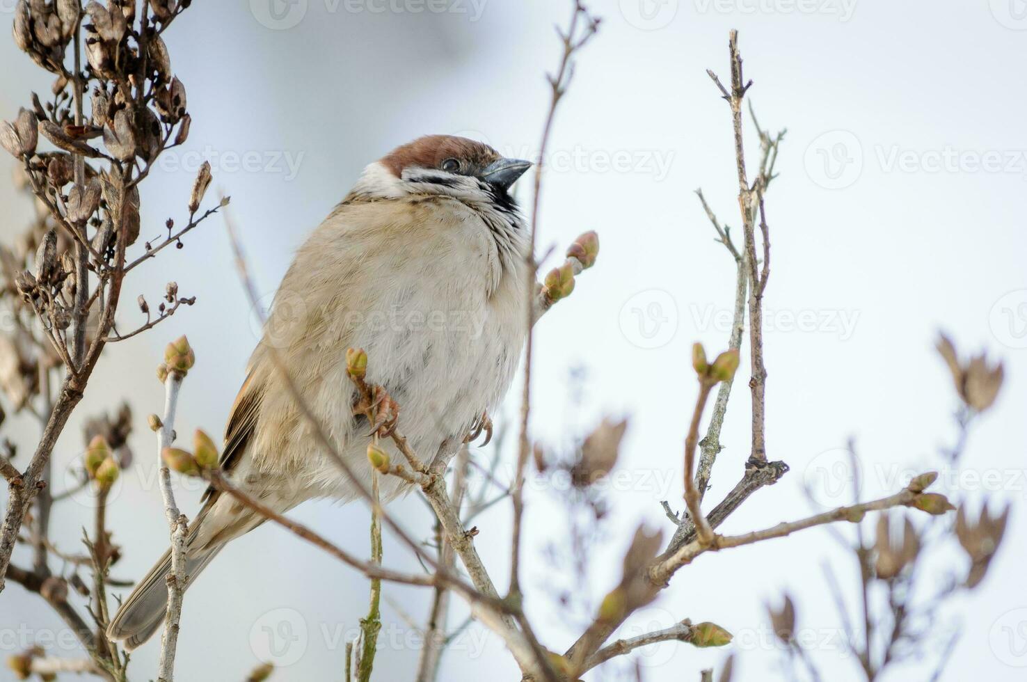 Sparv fågel på en gren i de eftermiddag i vinter- foto