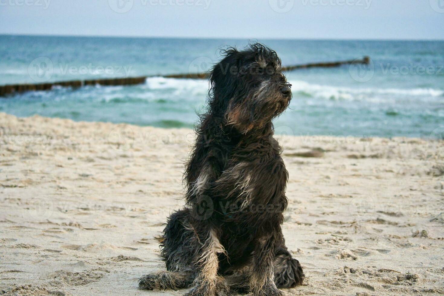 goldendoodle hund sitter på de strand av de baltic hav. svart och solbränna täcka. groyne foto