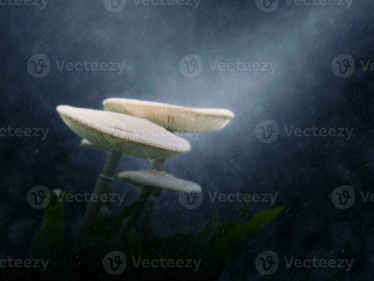 vit giftig svamp i de regnar. foto