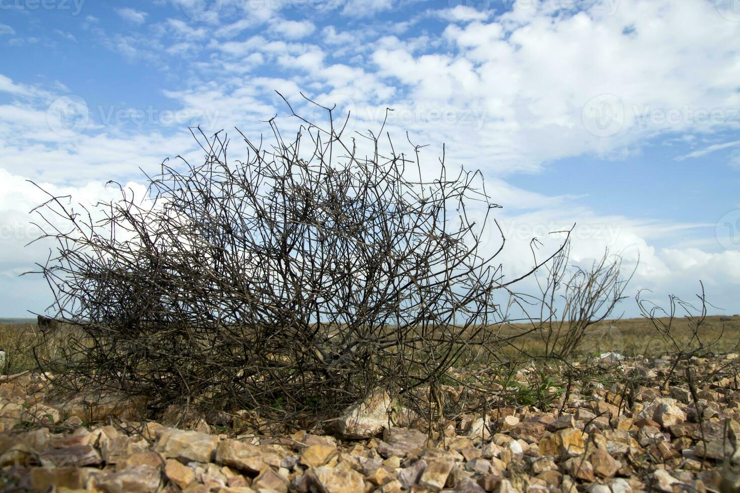 död- träd grenar på de strand. foto