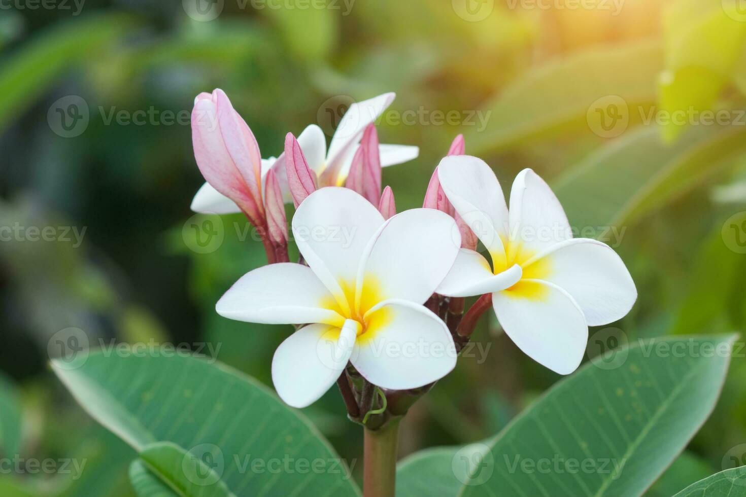 frangipani blomma på de träd. foto