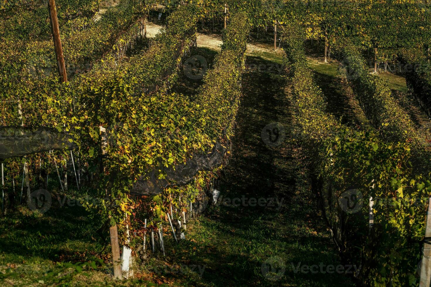 landskap av de piemontesiska langhe. de vingårdar av serralunga d'alba i de höst av 2023, omedelbart efter de druva skörda foto