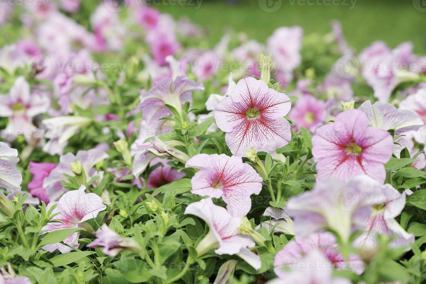 fält av färgrik bukett av skön kosmos blomma i trädgård för lantbruk begrepp design med selektiv fokus foto