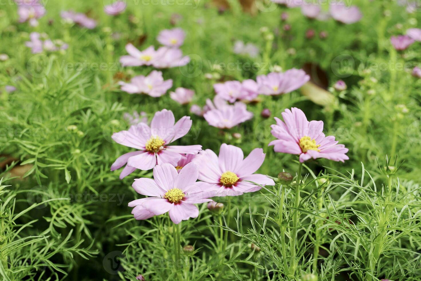 fält av färgrik skön bukett av tulpan blomma i trädgård för vykort dekoration och lantbruk begrepp design med selektiv fokus foto