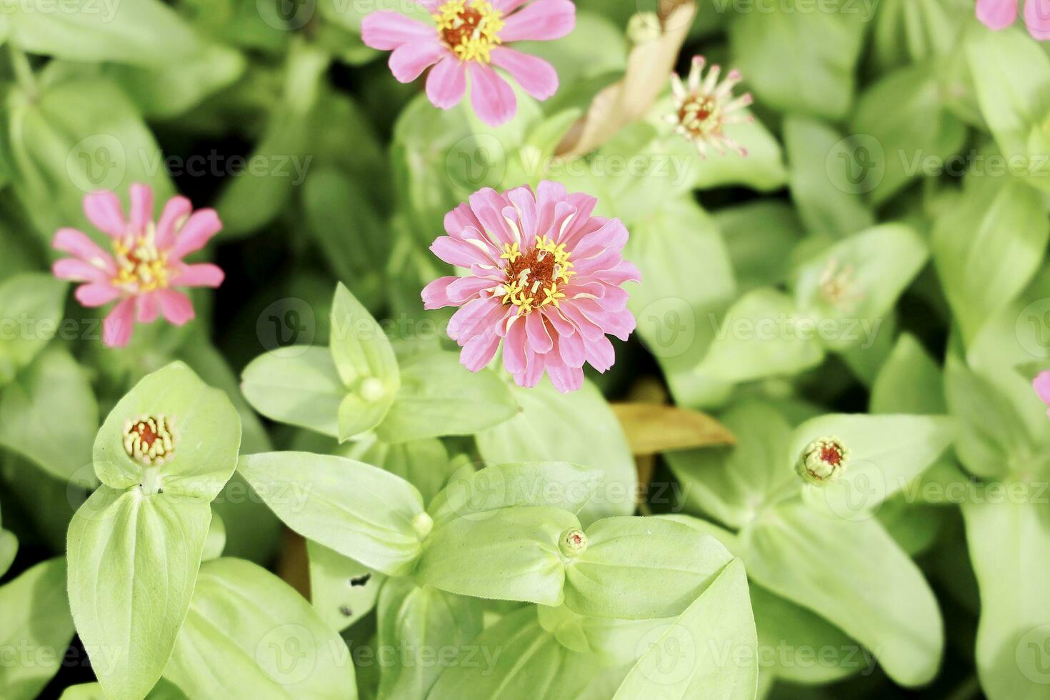 fält av färgrik bukett av skön kosmos blomma i trädgård för lantbruk begrepp design med selektiv fokus foto