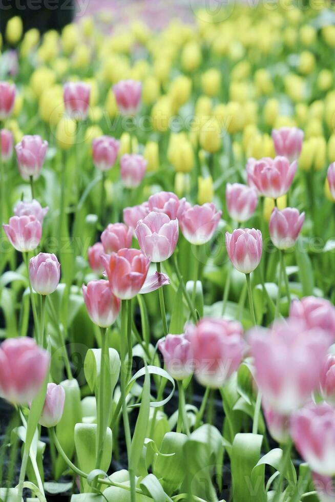 fält av färgrik skön bukett av tulpan blomma i trädgård för vykort dekoration och lantbruk begrepp design med selektiv fokus foto