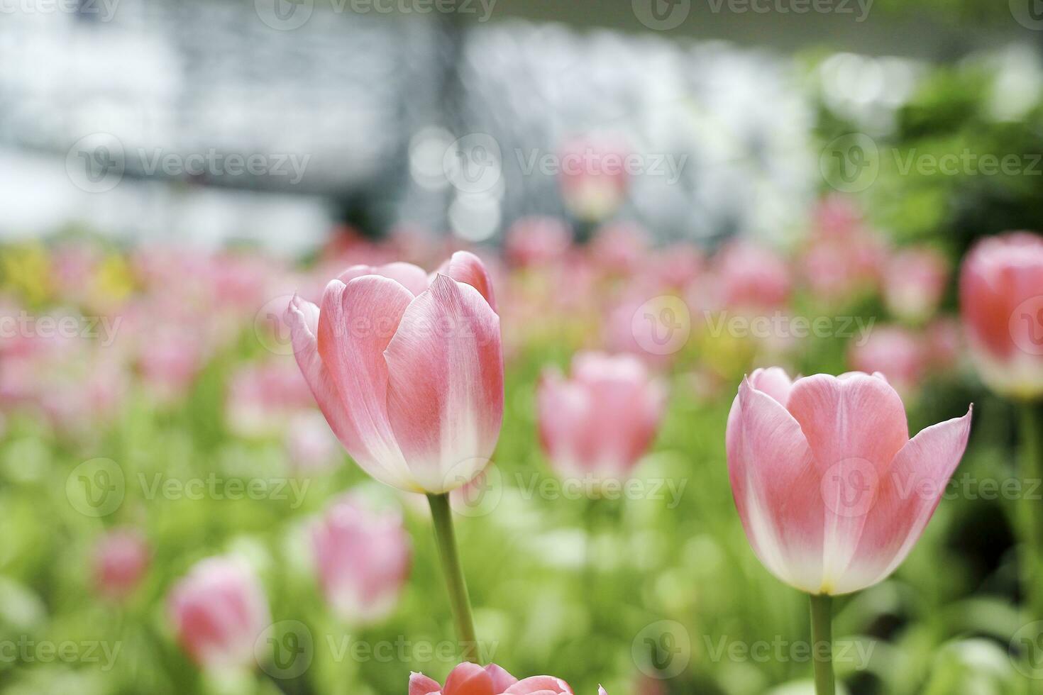 fält av färgrik skön bukett av tulpan blomma i trädgård för vykort dekoration och lantbruk begrepp design med selektiv fokus foto