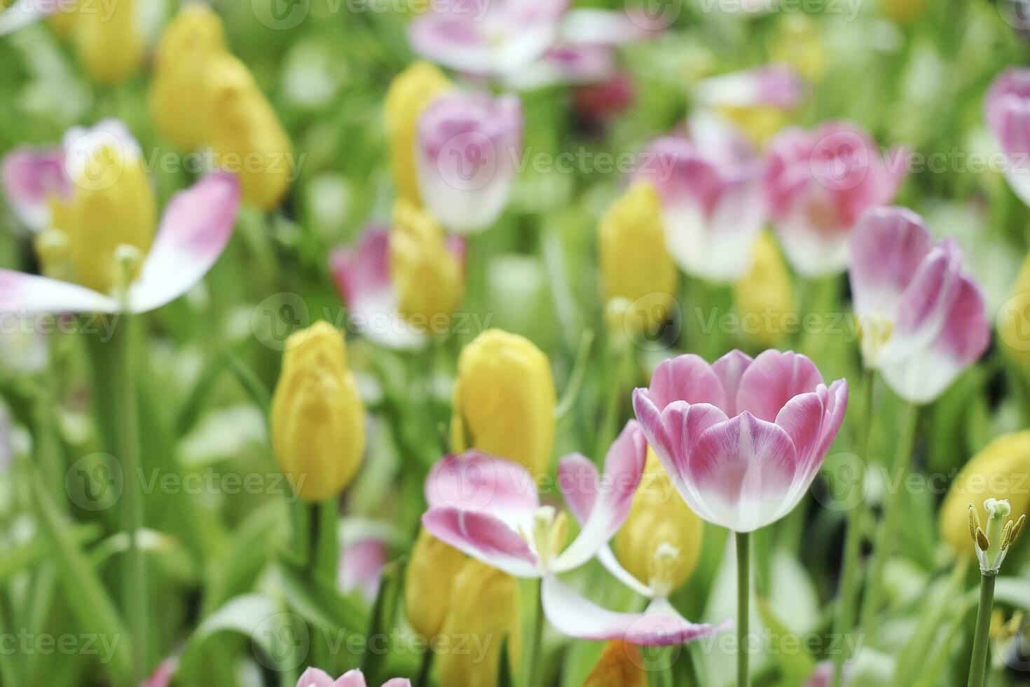 fält av färgrik skön bukett av tulpan blomma i trädgård för vykort dekoration och lantbruk begrepp design med selektiv fokus foto