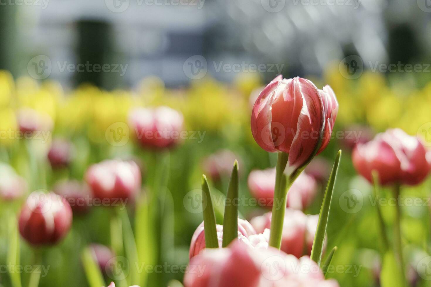 fält av färgrik skön bukett av tulpan blomma i trädgård för vykort dekoration och lantbruk begrepp design med selektiv fokus foto