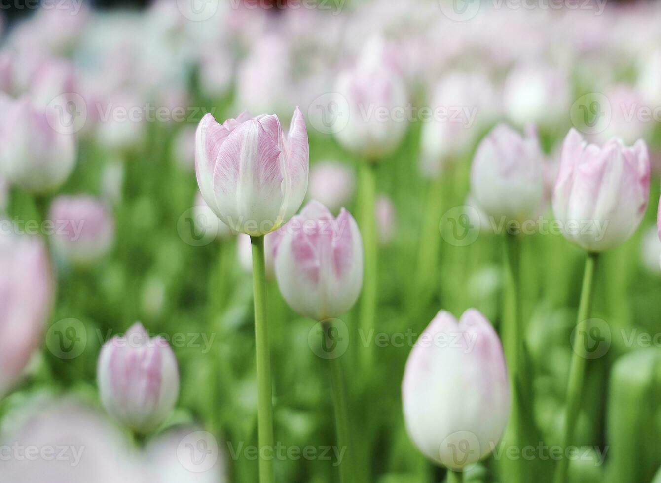 fält av färgrik skön bukett av tulpan blomma i trädgård för vykort dekoration och lantbruk begrepp design med selektiv fokus foto