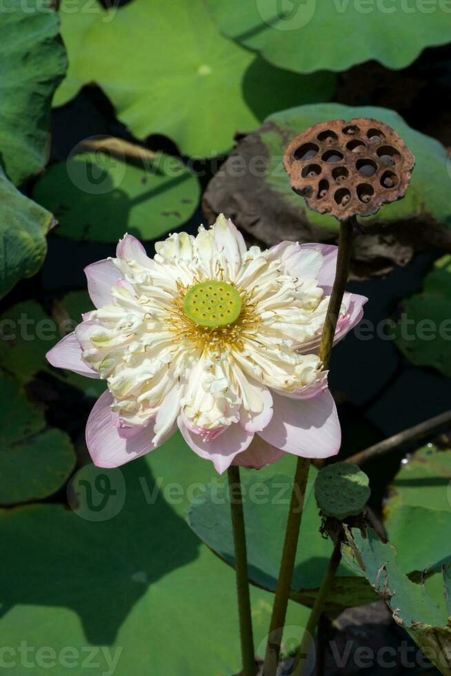 vacker rosa lotusblomma foto