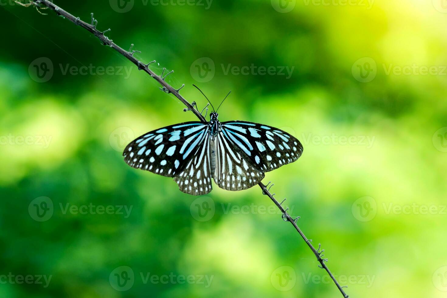 blå glasig tiger fjäril. foto