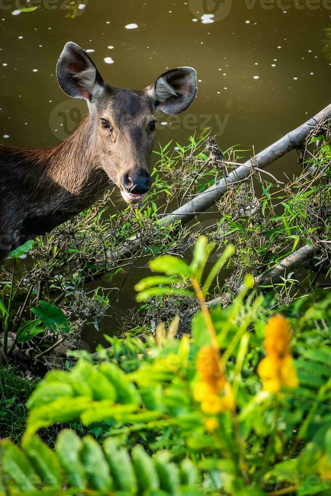 en kvinna rådjur i de skog foto