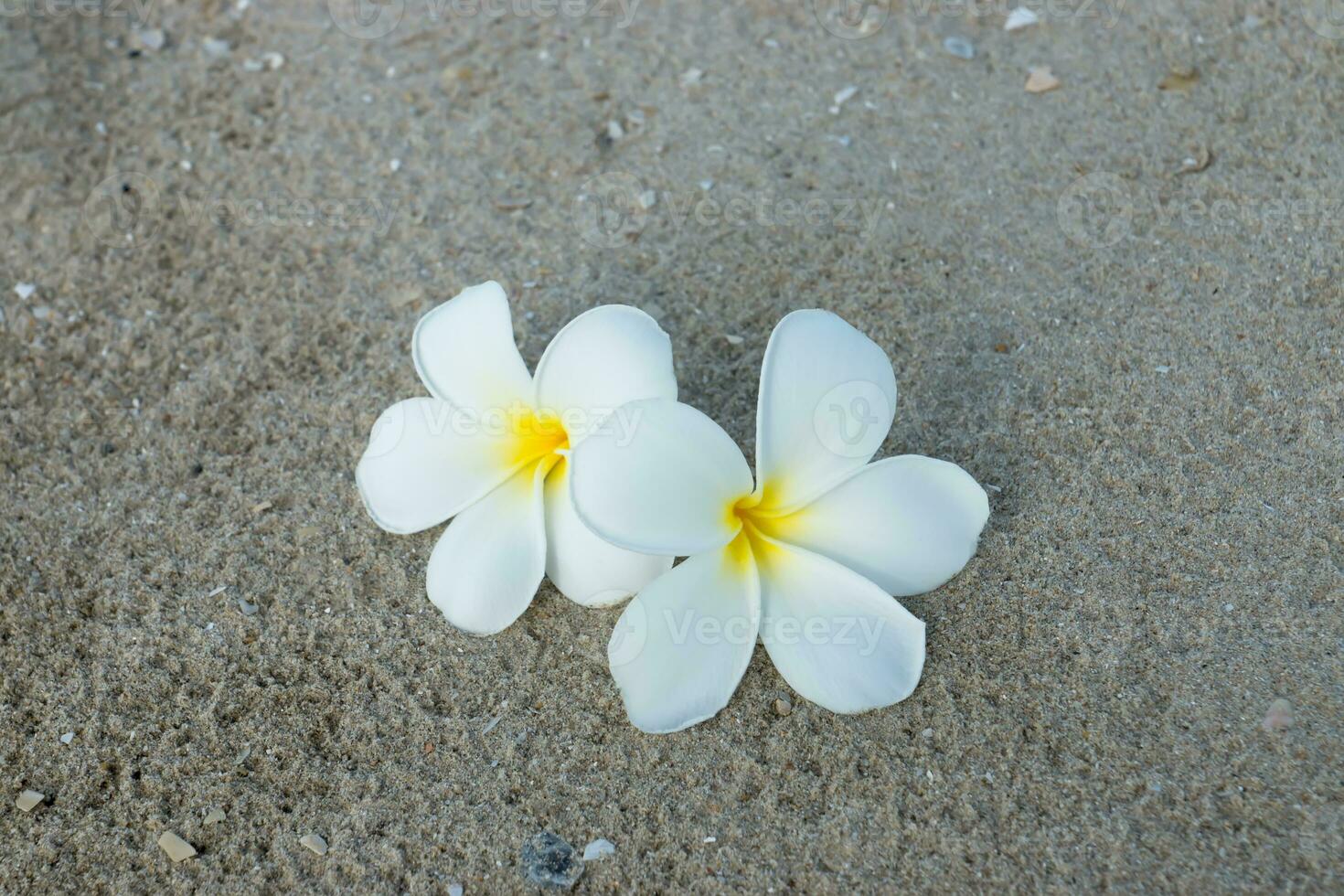 vit plumeria eller frangipani blomma på de strand. foto