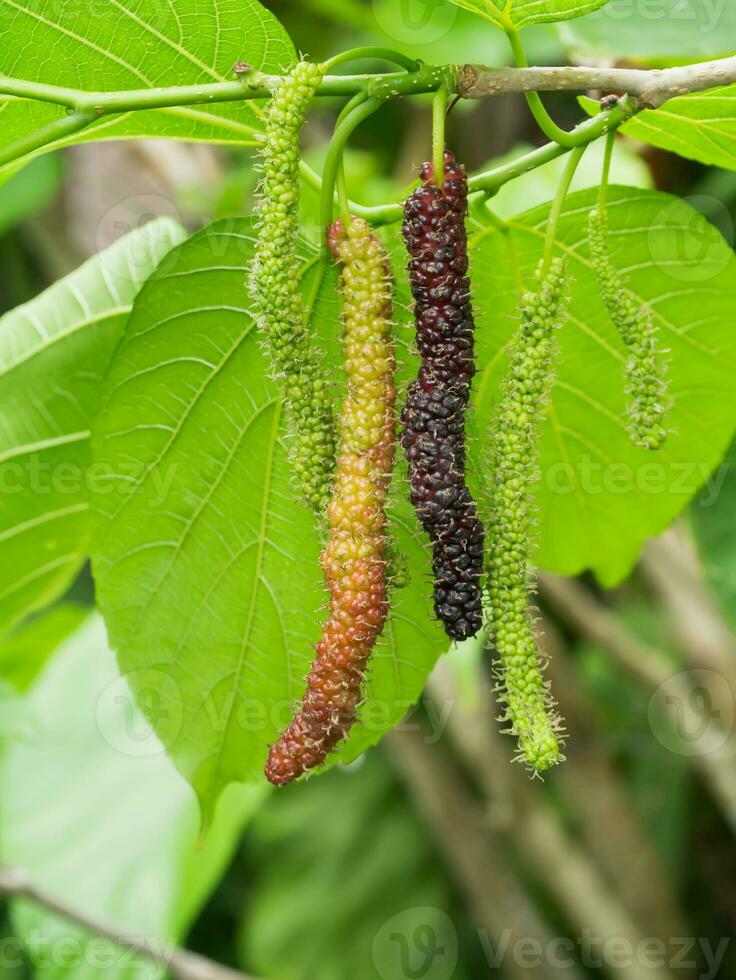 lång mullbär frukt på branc är växande och grön natur bakgrund. foto