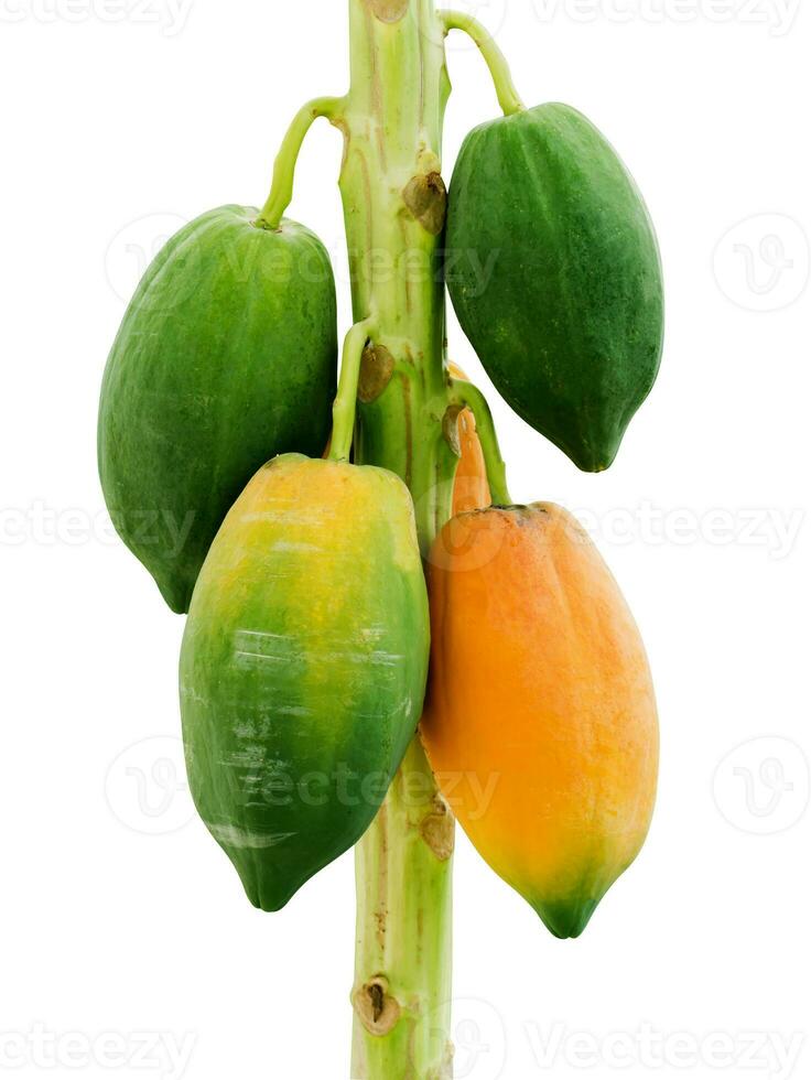 mogen och rå papaya på träd. foto