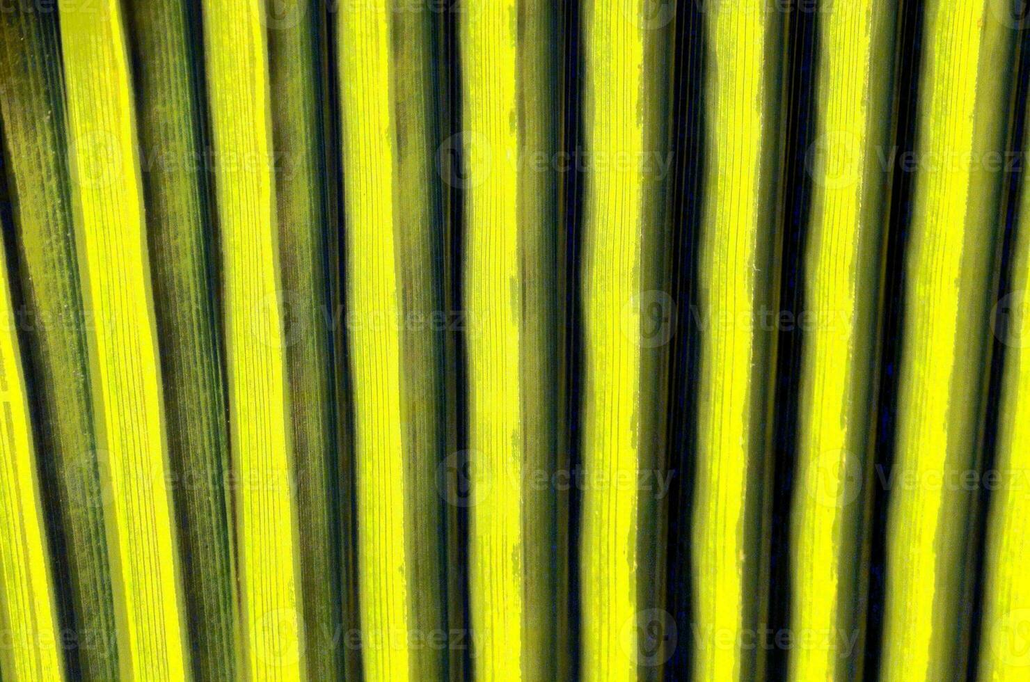 en stänga upp av en grön blad randig vägg foto