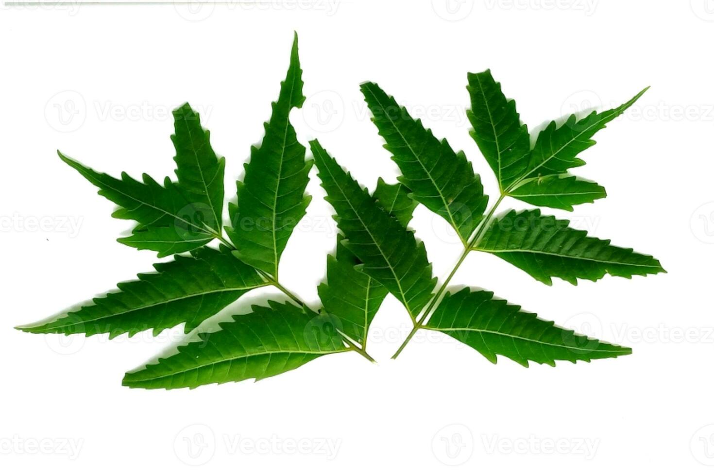 medicinsk Neem blad vetenskaplig namn Azadirachta indica isolerat på vit bakgrund foto