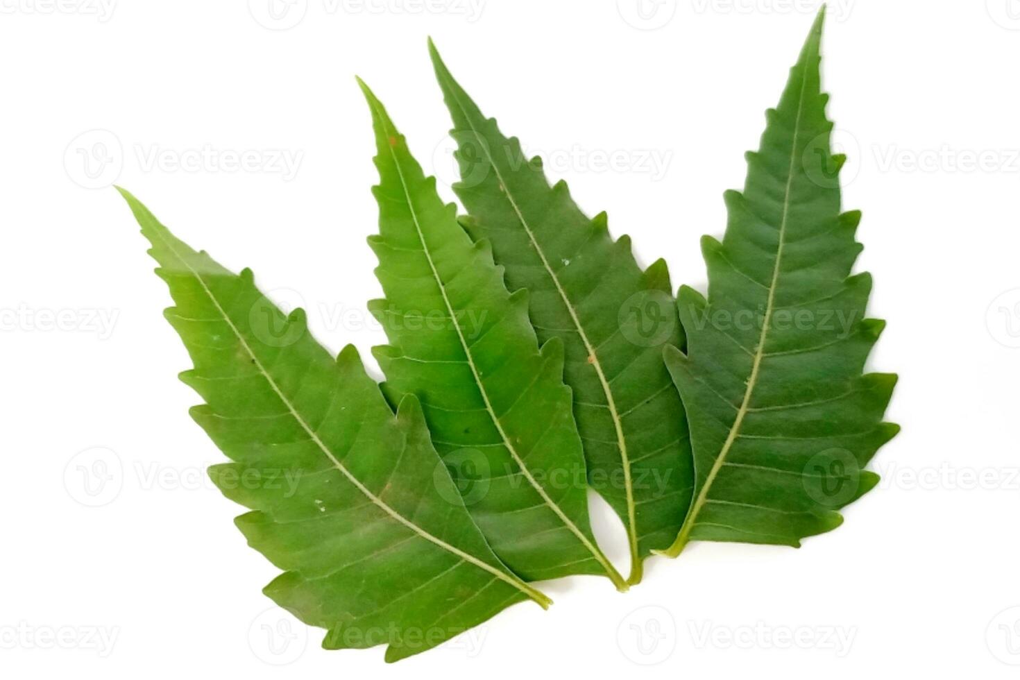 medicinsk Neem blad vetenskaplig namn Azadirachta indica isolerat på vit bakgrund foto