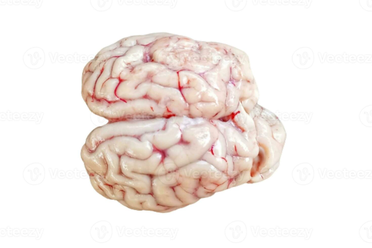 rå färsk get hjärna isolerat på vit bakgrund foto