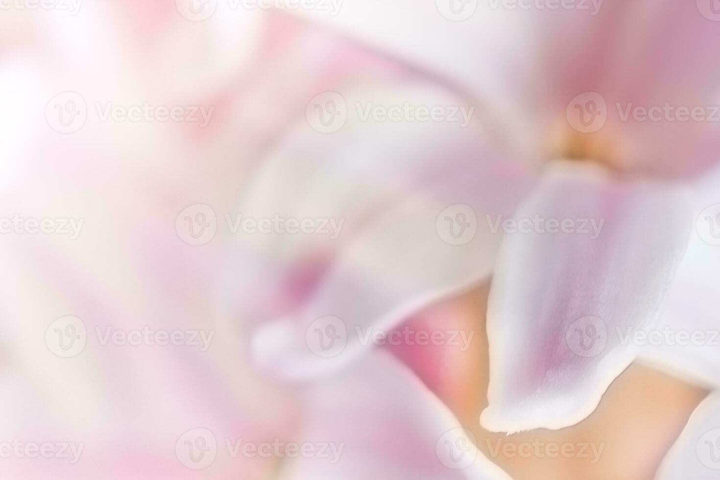abstrakt blommig bakgrund. rosa hyacint kronblad. mjuk fokus. foto