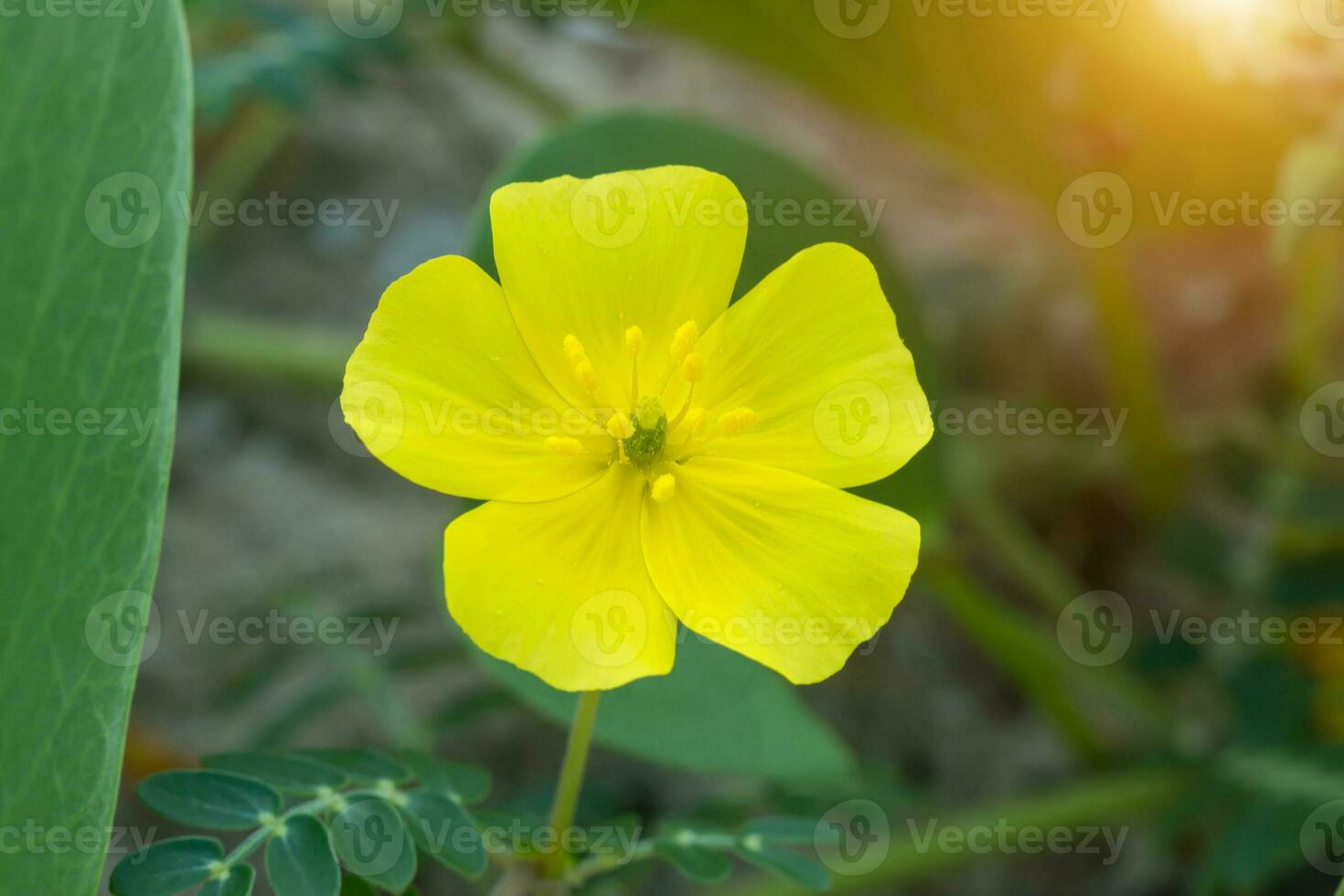 gul blommor av tribulus terrestris växt. foto