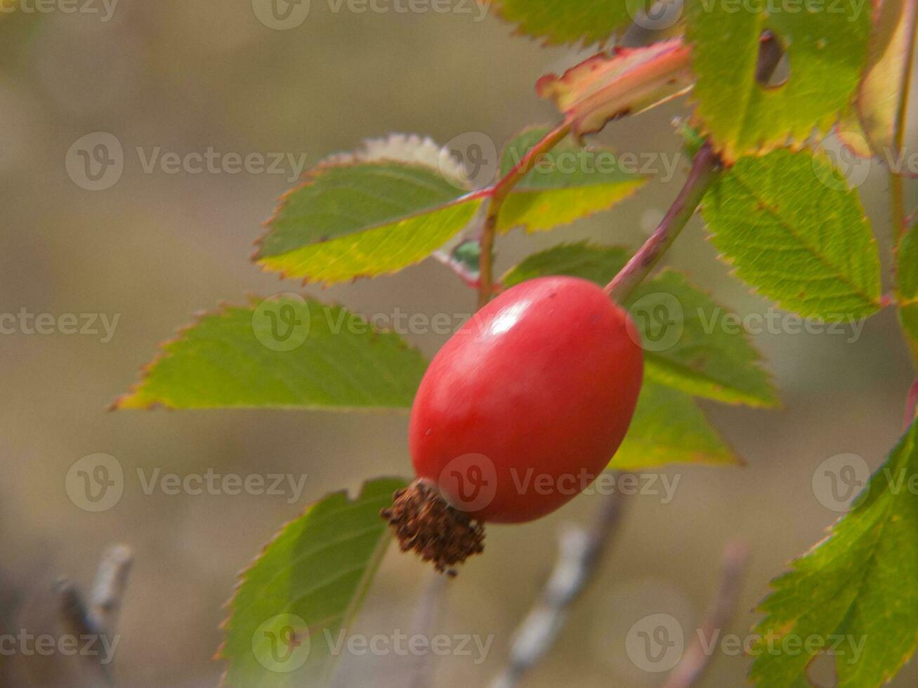 en röd frukt på en gren foto
