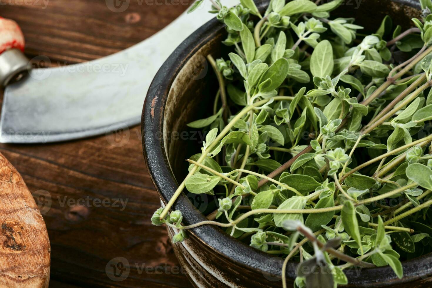 färsk mejram, medicinsk ört. foto