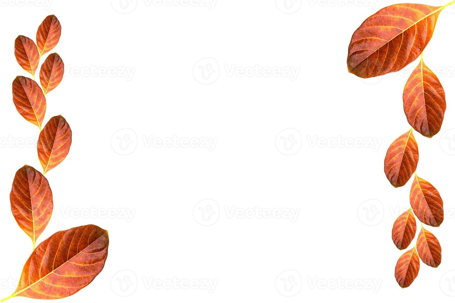 stänga upp orange blad på vit bakgrund. foto