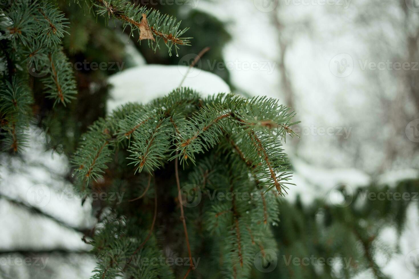 gran gren täckt snö närbild foto