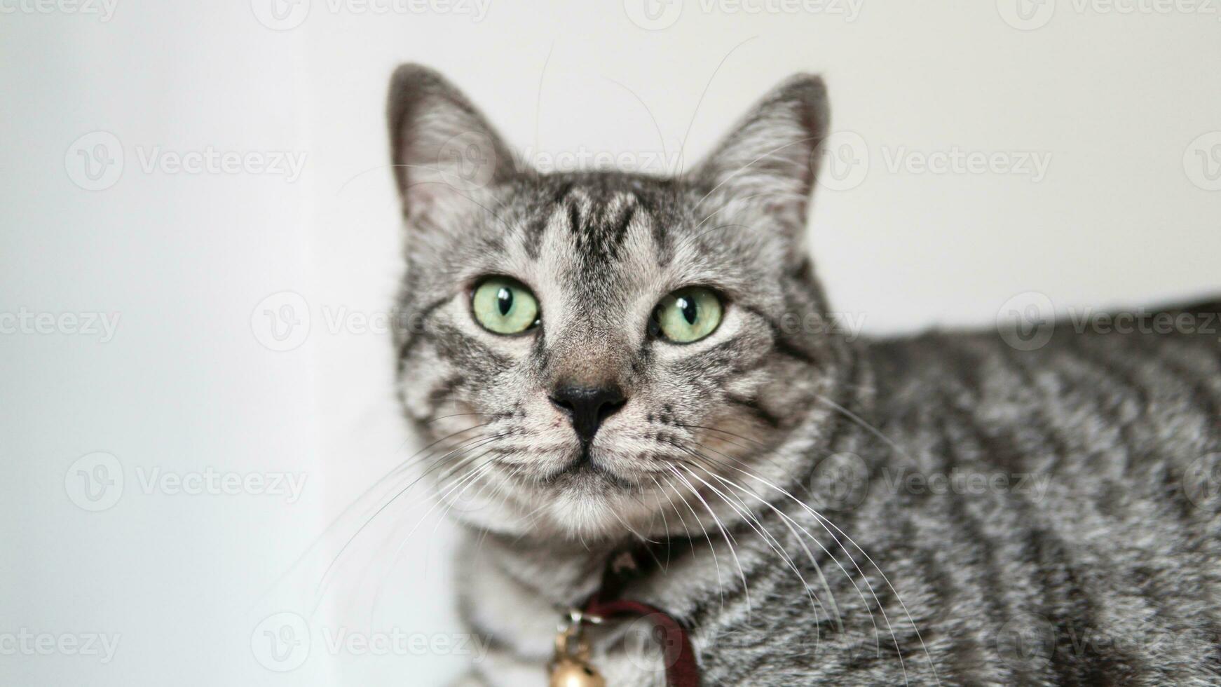 porträtt av en söt grå katt foto