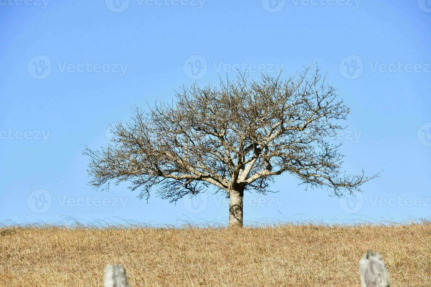 en ensam träd på en kulle i de mitten av en fält foto