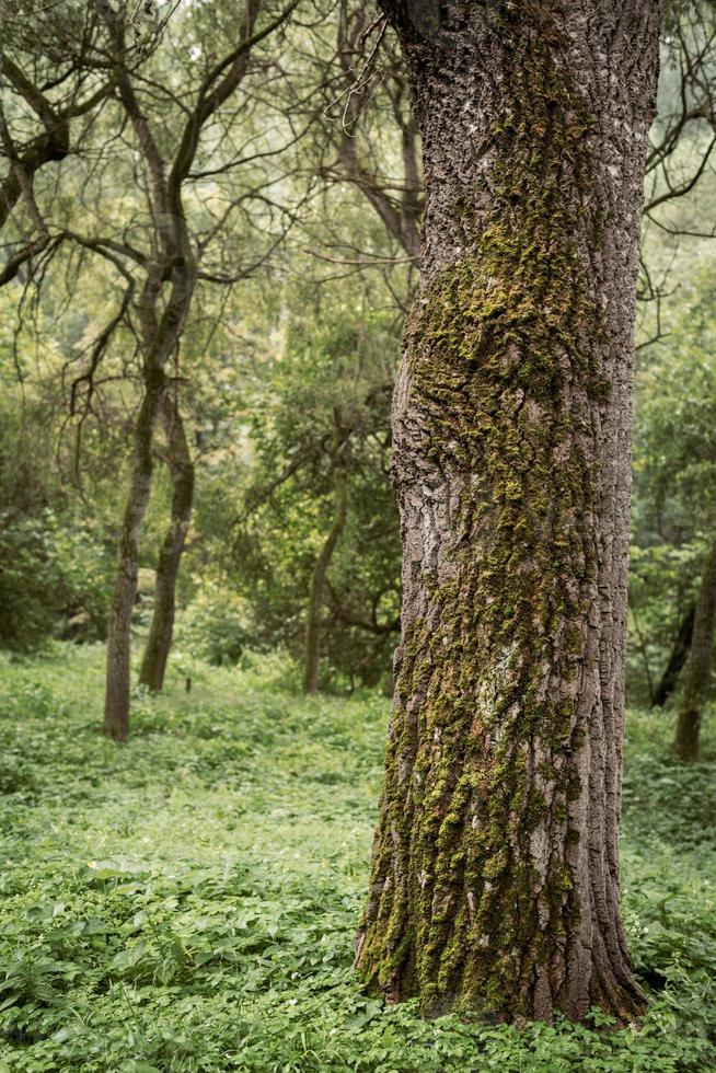 grön mossa på ett gammalt träd foto