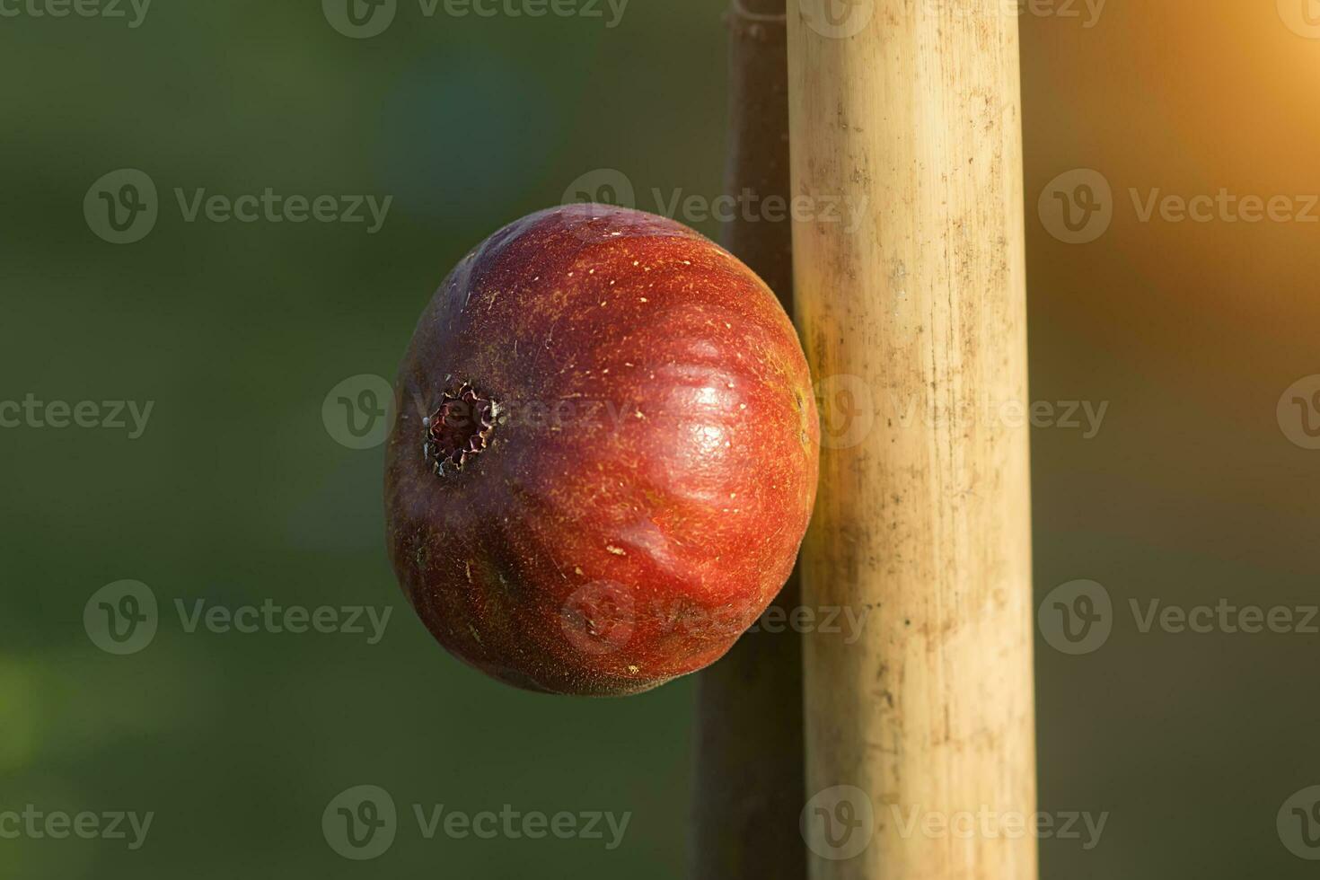 fikon frukt är växande på träd. foto