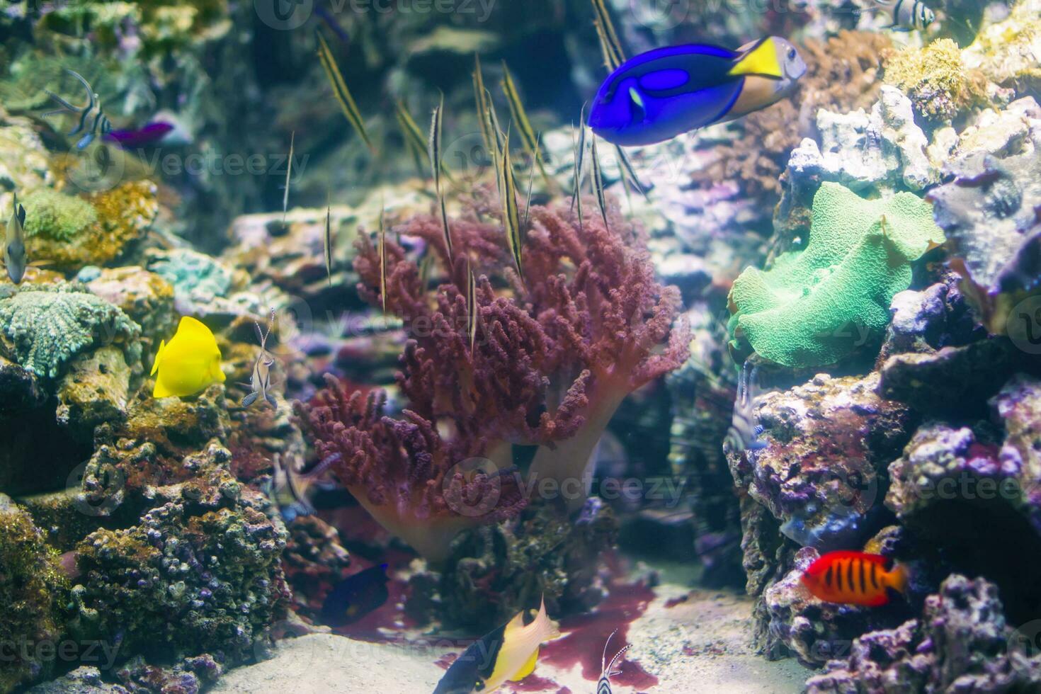 skön under vattnet bakgrund med koraller och fisk. flerfärgad marin hav växter. exotisk flora vatten foto