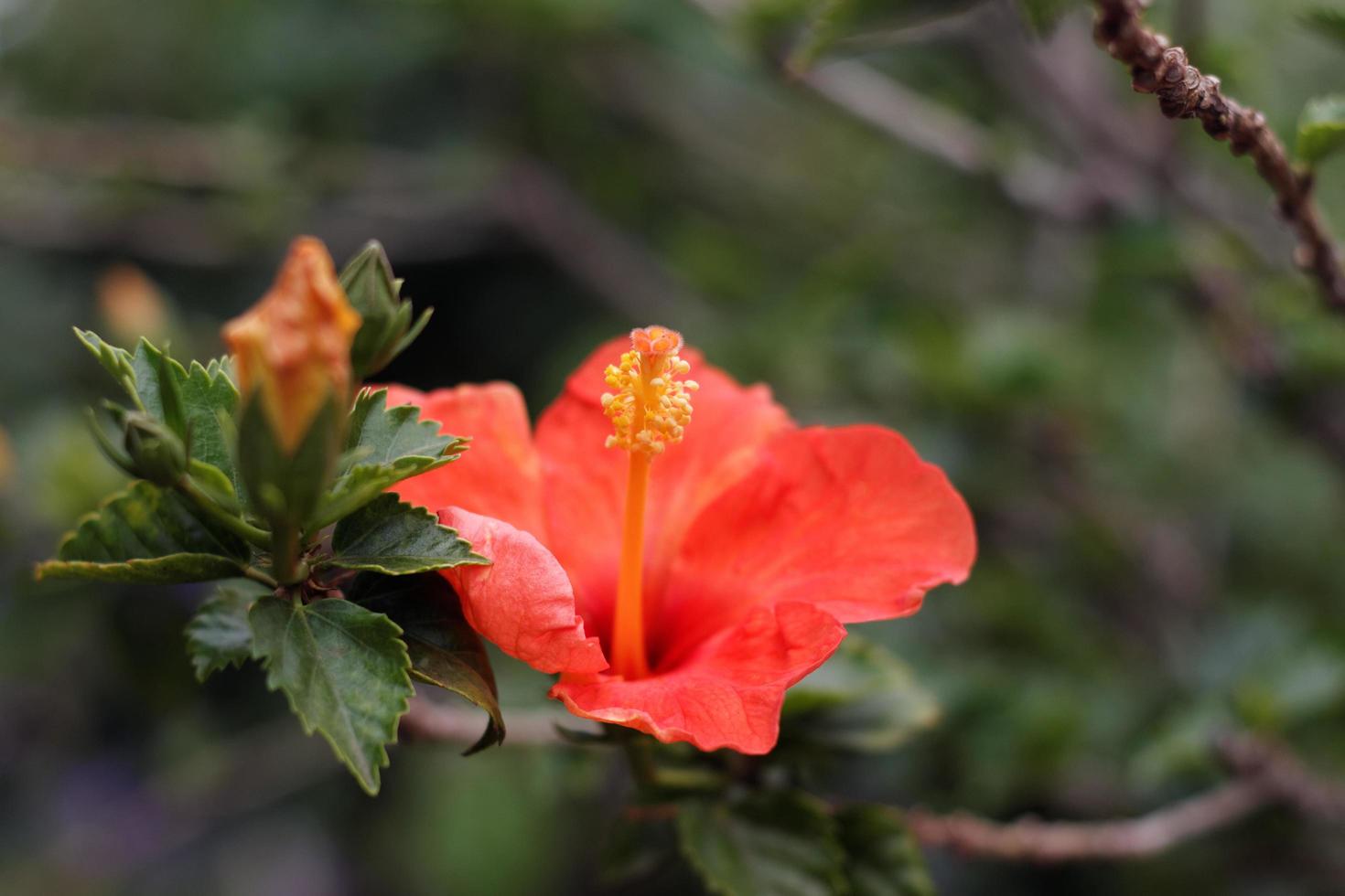 orange hibiskusblomma foto