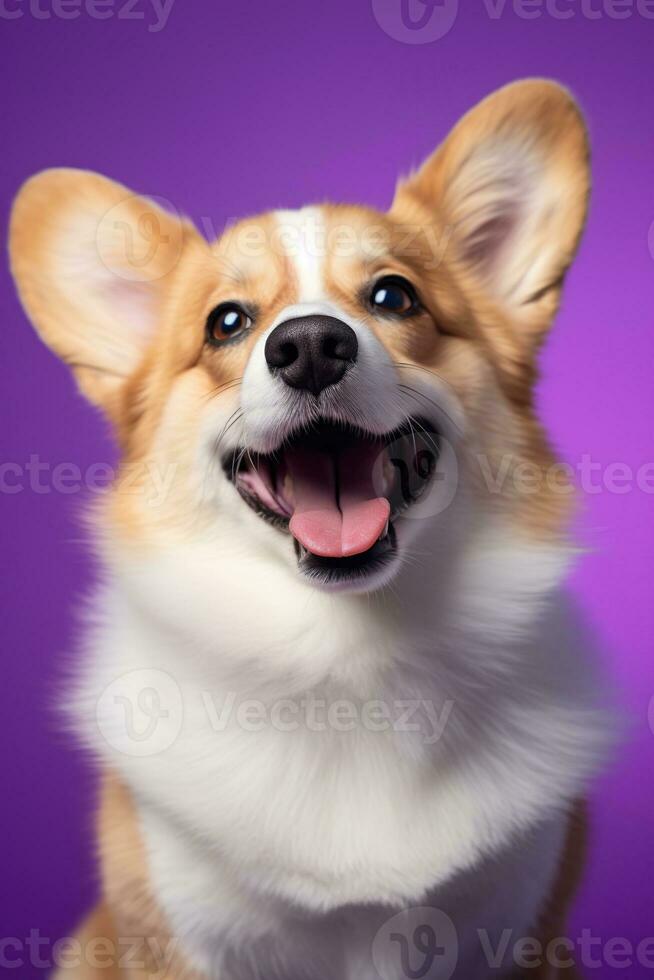 ai genererad söt welsh corgi hund på en lila bakgrund foto