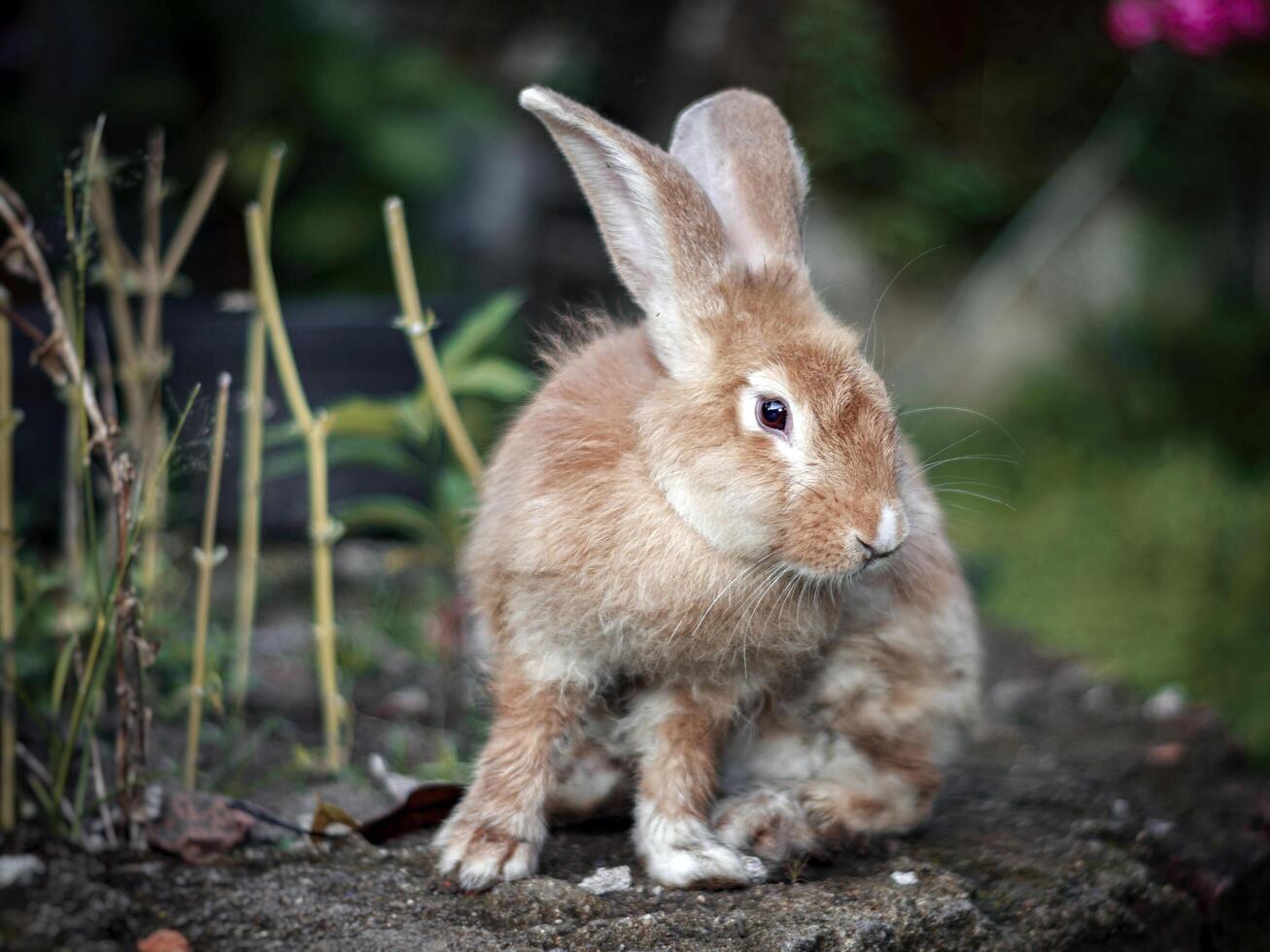 lokal kanin med tjock brun färg foto