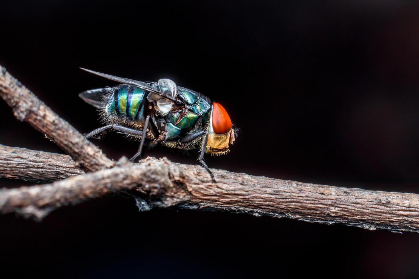 närbild av flugor på ett blad foto