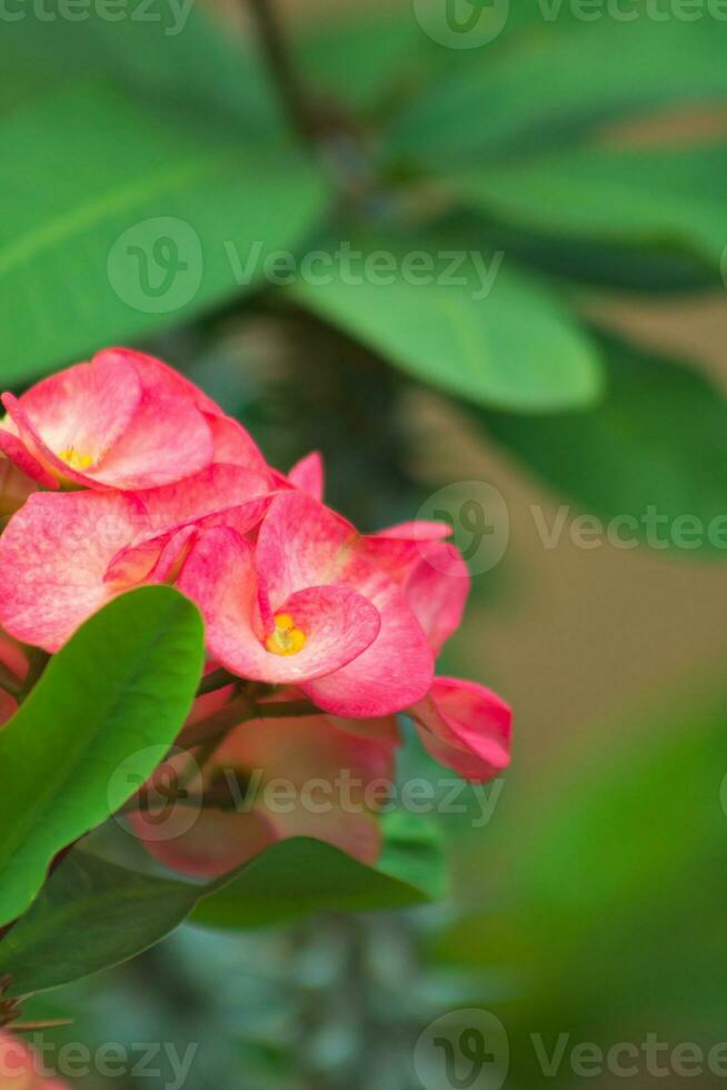 rosa kronblad blomma blomma i de trädgård foto