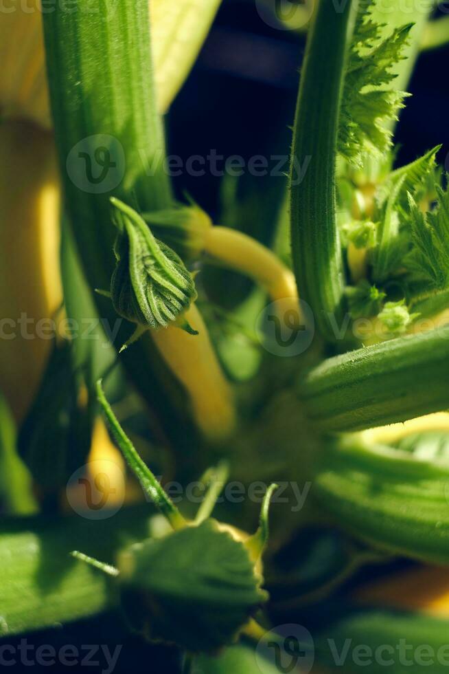 gul zucchini växt i de trädgård foto