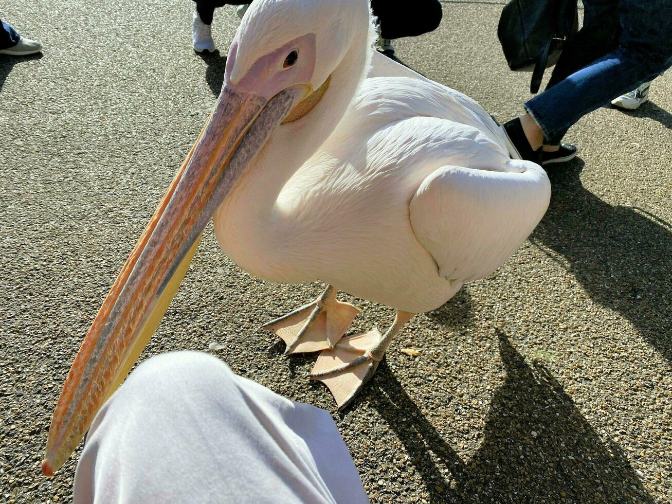 en närbild av en pelikan i london foto