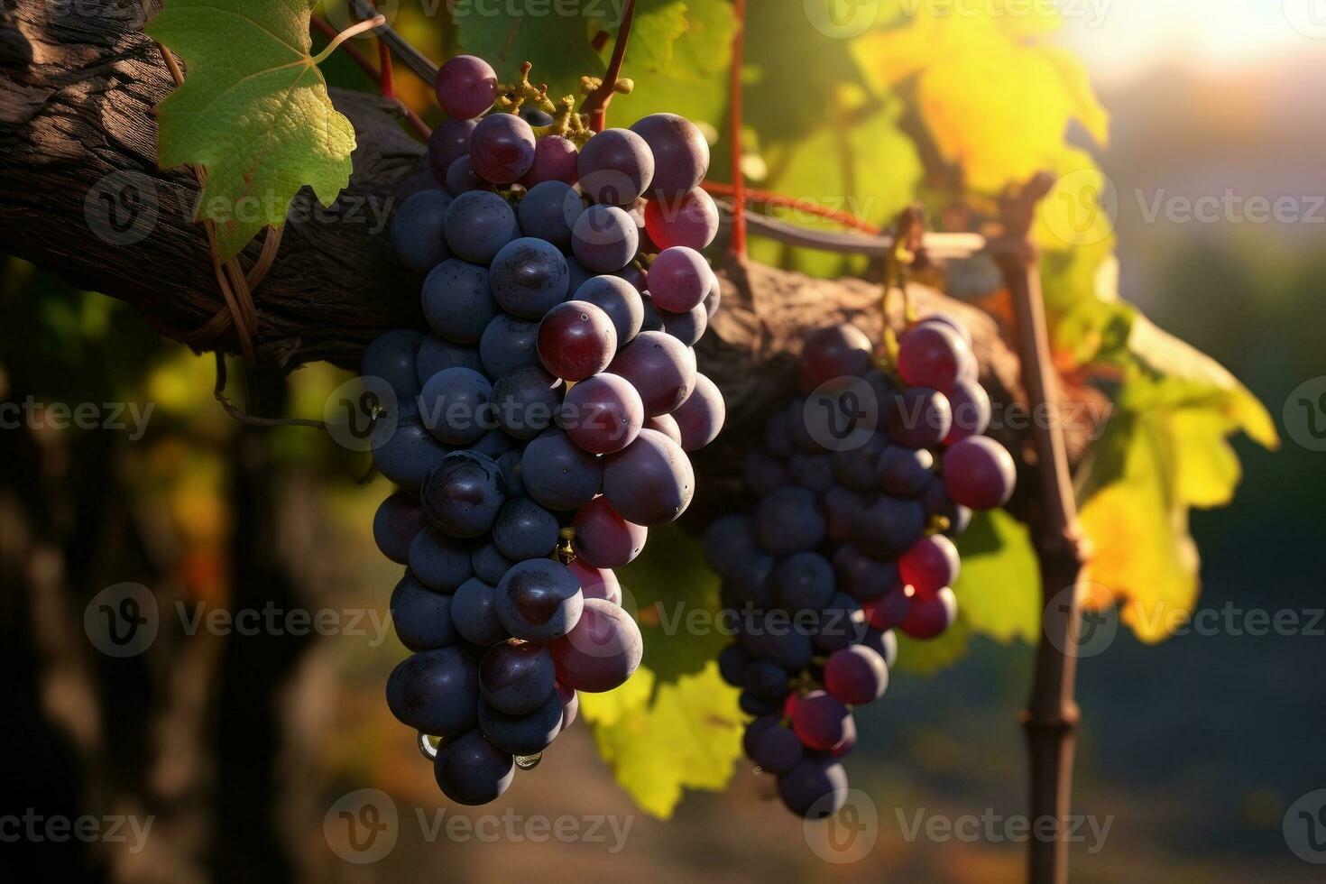 ai genererad mogning av röd vinstockar för vin produktion foto