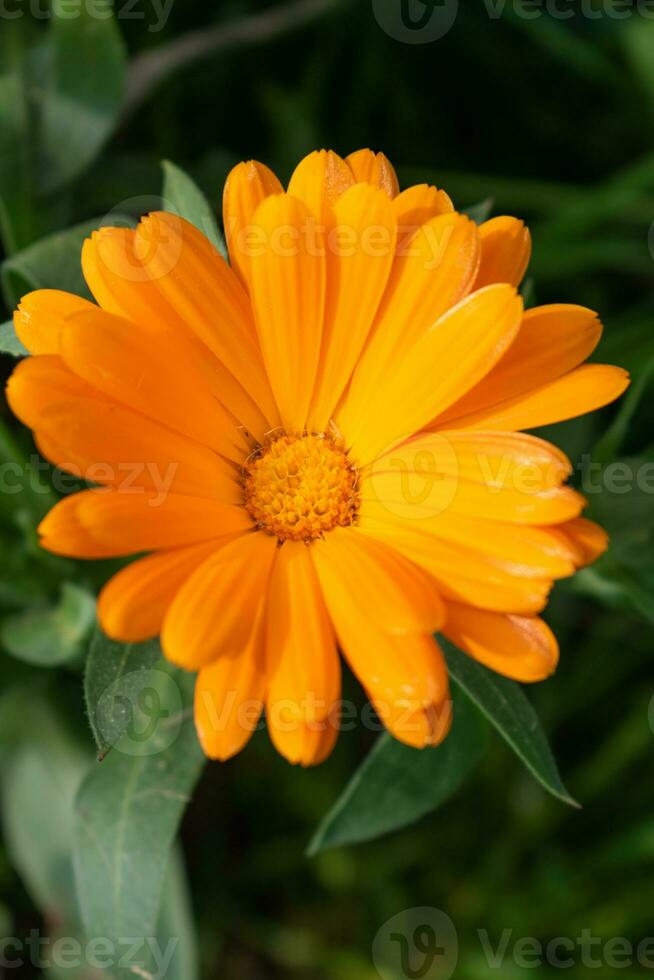 skön orange calendula officinalis blomma stänga upp i en trädgård på en grön bakgrund foto