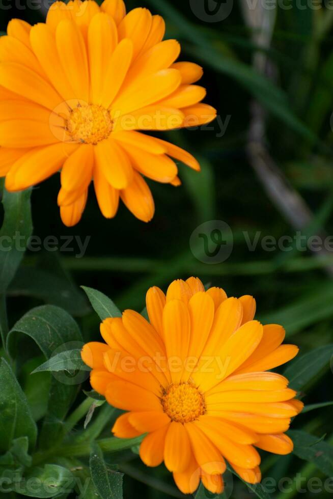 skön orange calendula officinalis blomma stänga upp i en trädgård på en grön bakgrund foto